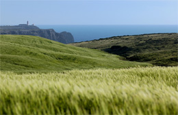 Long green grass, sea in distance